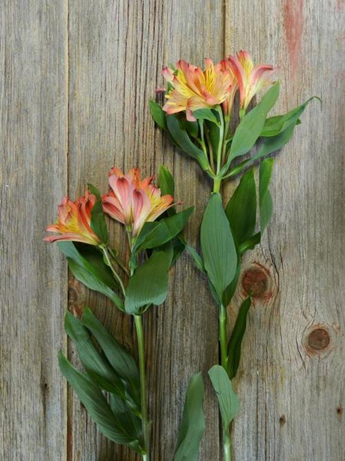 LUCERO BI-COLOR ORANGE/YELLOW ALSTROEMERIA